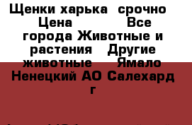 Щенки харька! срочно. › Цена ­ 5 000 - Все города Животные и растения » Другие животные   . Ямало-Ненецкий АО,Салехард г.